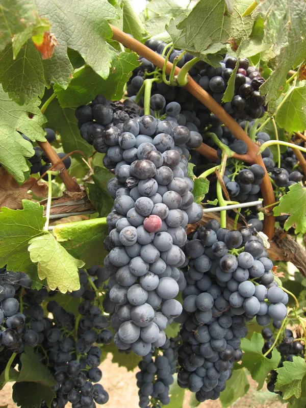 Hunter Valley