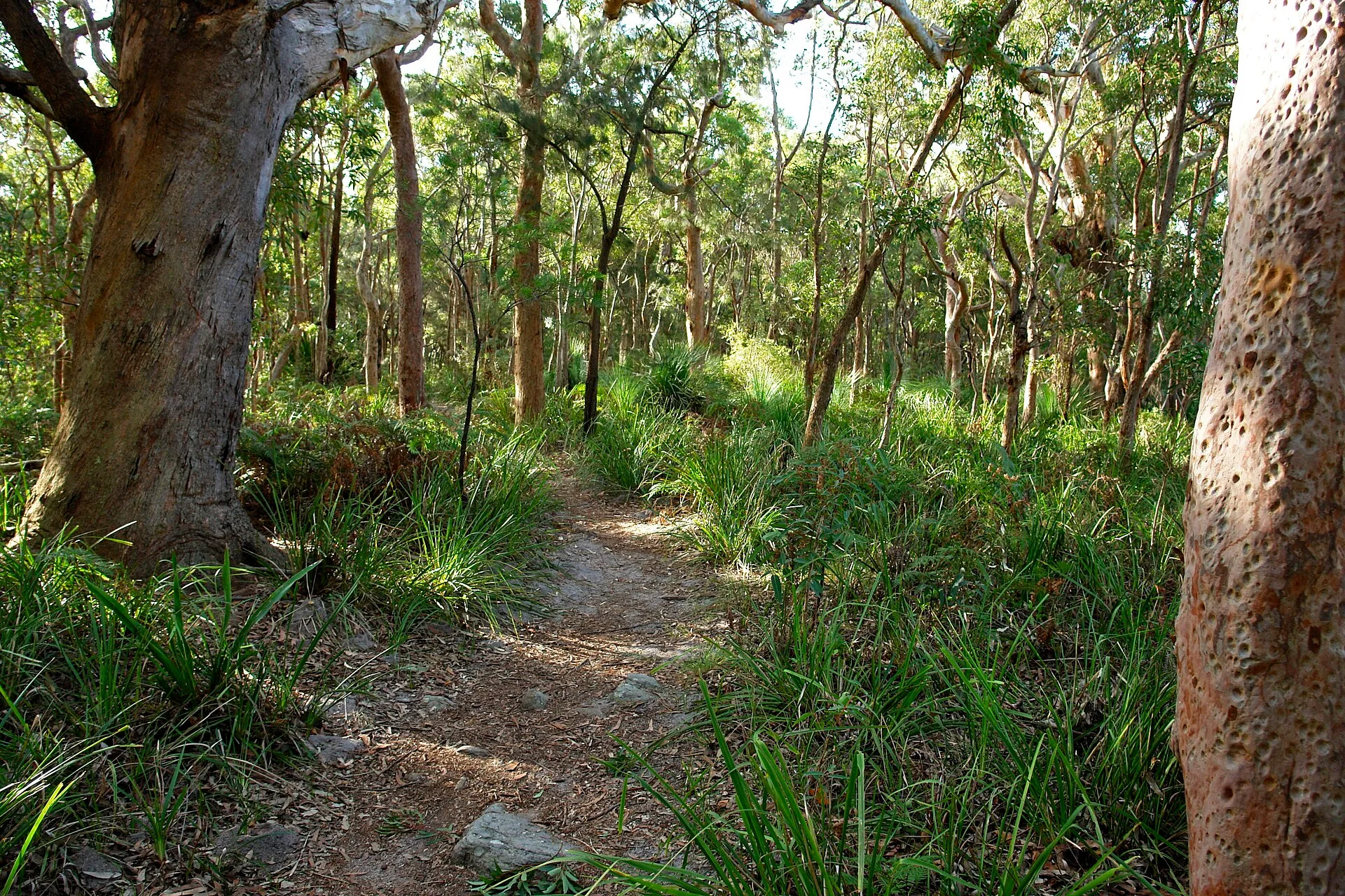 Royal National Park