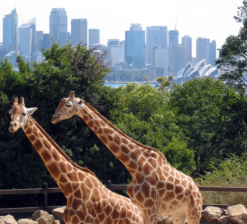 Taronga Zoo